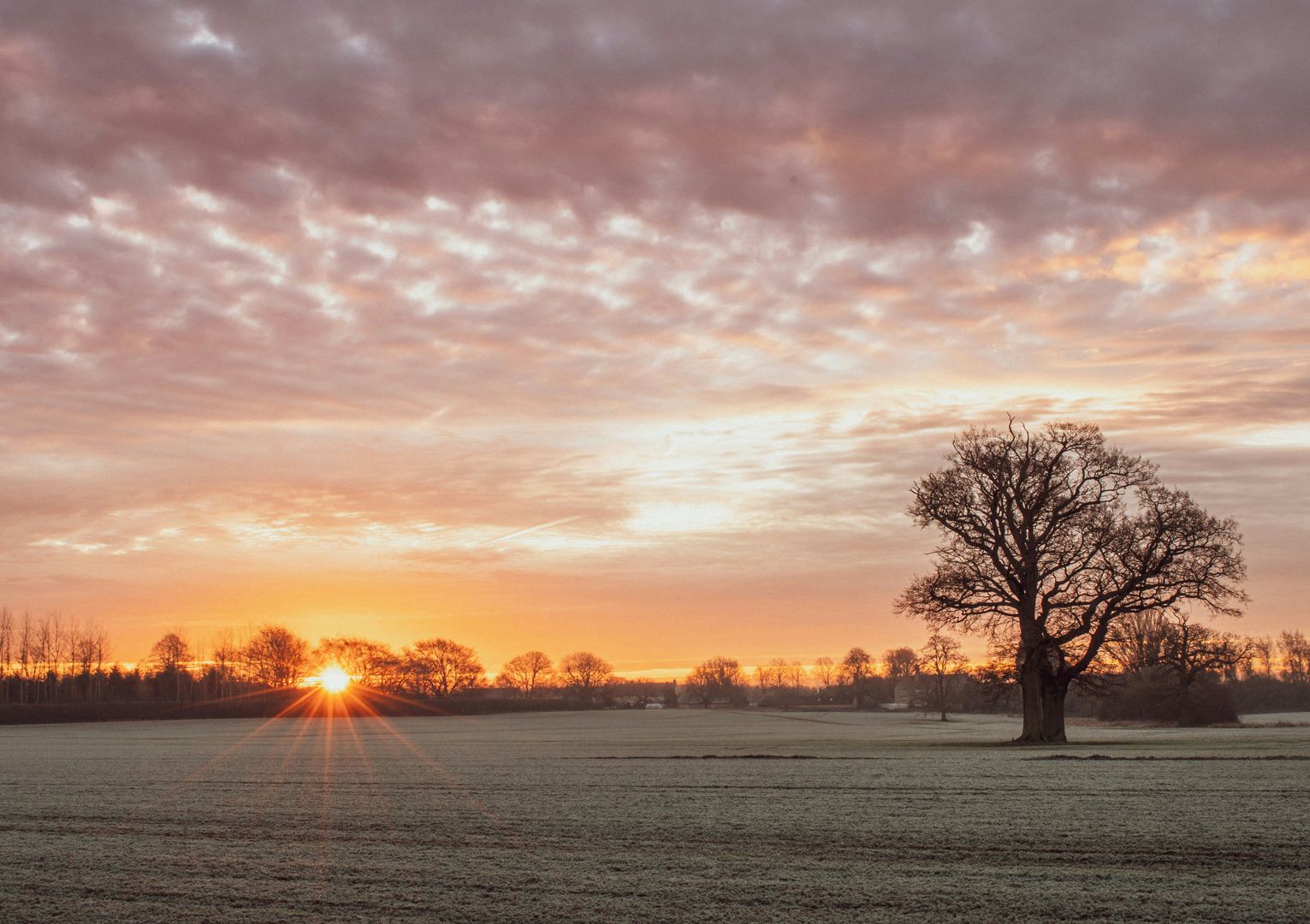 Feld mit Frost und einem Baum in der tiefstehenden Wintersonne