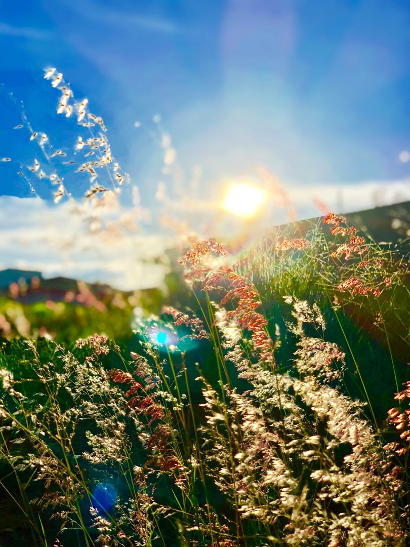 Sonnige Blumenwiese