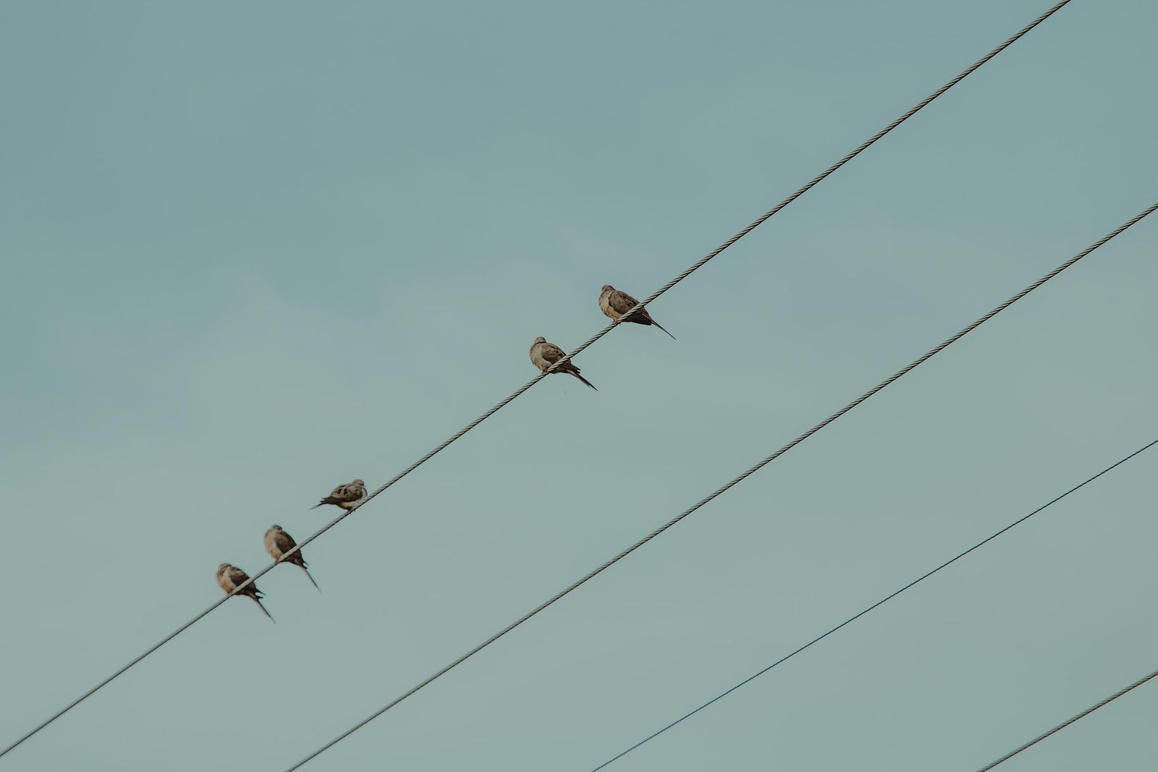 Birds are balancing on the electricity grid.